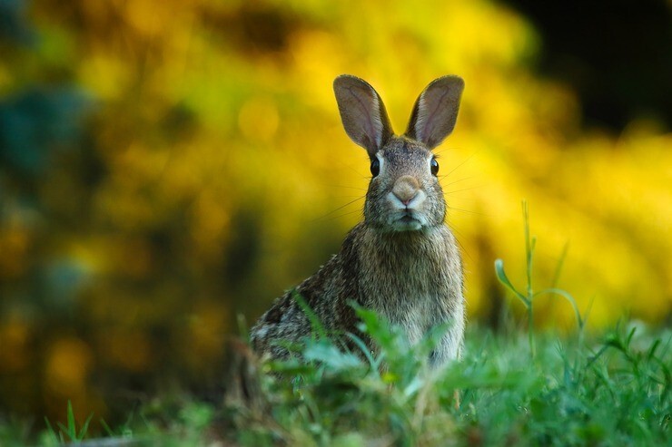 FROHE OSTERN 